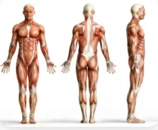 Bilan musculaire